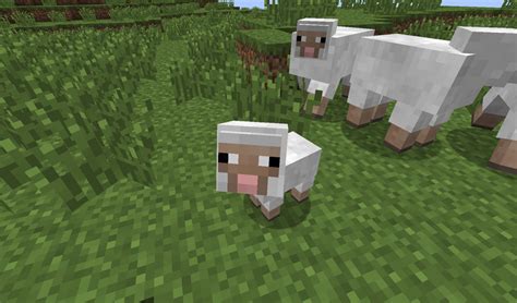 Image - Tiny-sheep.jpg | Minecraft Wiki | Fandom powered by Wikia