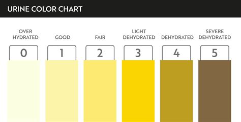 Urine Color Chart For Assessing Hydration And Dehydration Vector De | The Best Porn Website