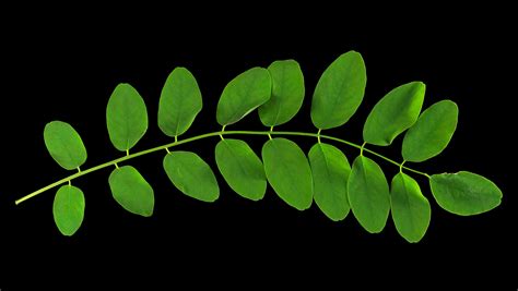 Das Robinienblatt: Robinia pseudoacacia | Flora obscura