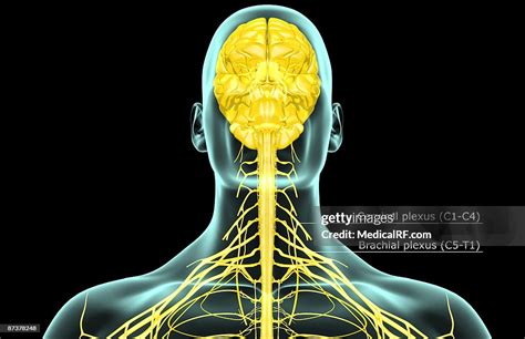 The Nerves Of The Neck High-Res Vector Graphic - Getty Images