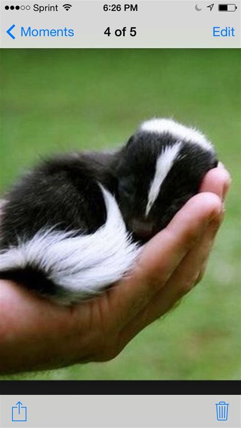 To cute | Sleeping animals, Baby skunks, Cute animals