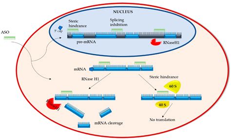 Oligonucleotides Causes Symptoms Treatment Oligonucleotides