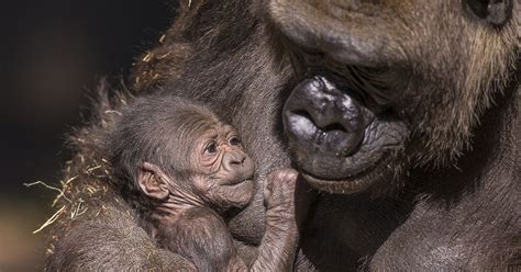 Baby zoo animals to visit during the holidays