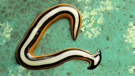 Creepy, snake-sized invasive worm spotted in Virginia, and it’s ...