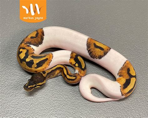 Piebald - Ball Python Traits - Morphpedia