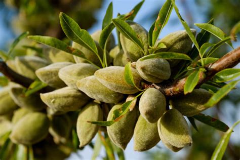 Almond Trees - Louie's Nursery & Garden Center - Riverside CA