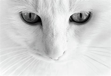 White Cat With Gray Eye Photograph by Vilhjalmur Ingi Vilhjalmsson