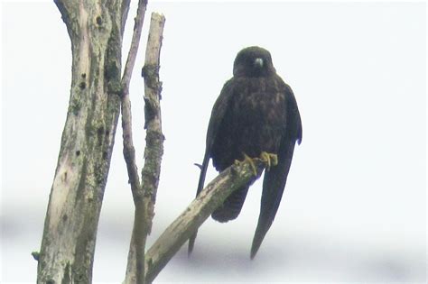 Eleonora's Valk: een nieuwe vogelsoort voor Nederland - Dutch Birding