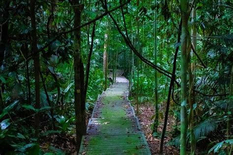 The best of Taman Negara: explore the world’s oldest rainforest | The ...