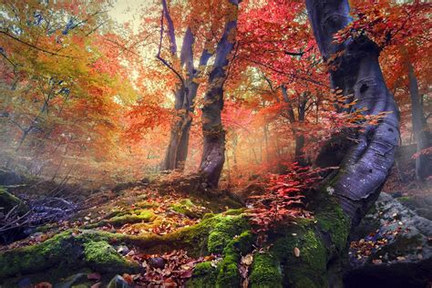 nature, Landscape, Sunrise, Forest, Mist, Fall, Colorful, Trees, Moss ...