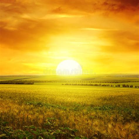 Golden sunset over field stock photo. Image of daybreak - 149002280