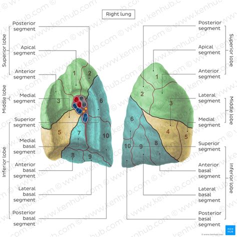 Lung: Anatomy, blood supply, innervation, functions | Kenhub