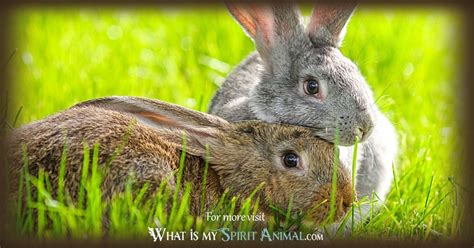 Rabbit Symbolism & Meaning | Spirit, Totem & Power Animal