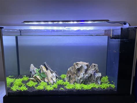 Cycling fish tank for two months and still isn’t cycled. : r/Aquariums