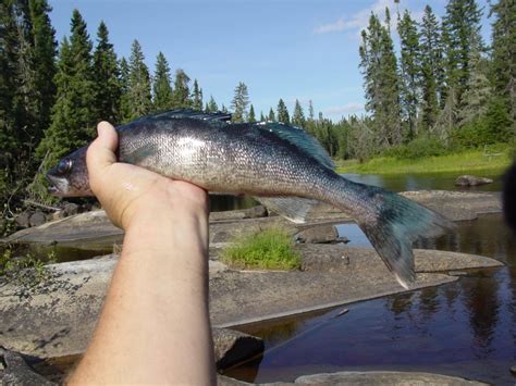 Blue walleye mucous could be a sun block for fish says American researcher | CBC News