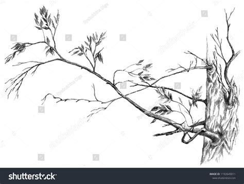 Branch Pencil Sketch Tree Branch Forest Stock Illustration 1192649011 ...