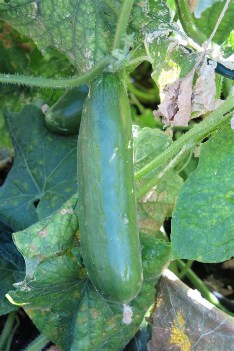 Persian cucumbers - perfection! | Persian cucumber, Vegetables, Cucumbers