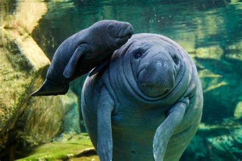 Interesting Facts About Manatees