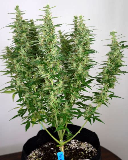 A Guide to Growing Sativa Strains Indoors | Grow Weed Easy