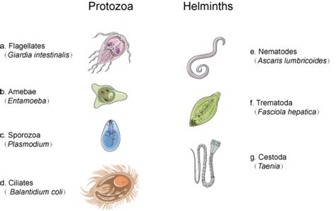 Parasites - The hidden cause of many diseases