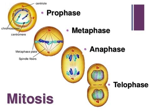 What are prophase, metaphase, anaphase, and telophase? - Quora