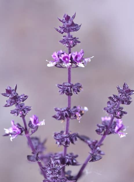 Premium Photo | Close on branch of purple basil with flowers