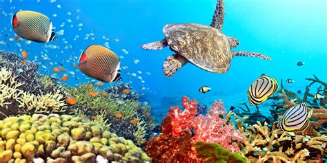 tropical coral reef underwater ocean fishes underwater world coral reef fish turtle HD wallpaper