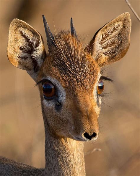 EARTH OFFICIAL on Instagram: “A dikdik male with a nose shaped like a heart. The muzzle of this ...