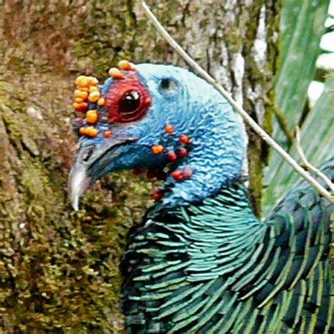 Ocellated Turkey | Rainforest Alliance