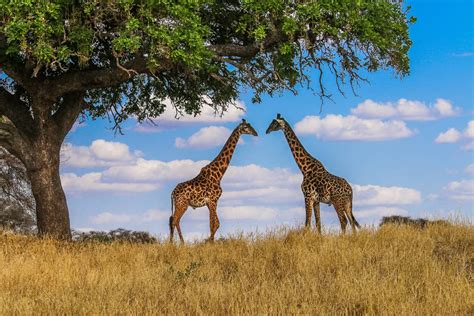 50 Fascinating Facts About Giraffes - Green Global Travel