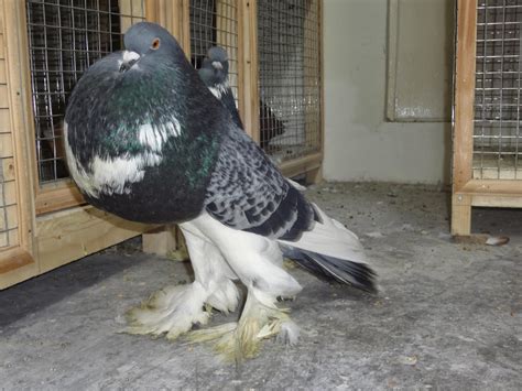 Fancy Pigeon Breeds: Pomeranian Pouter