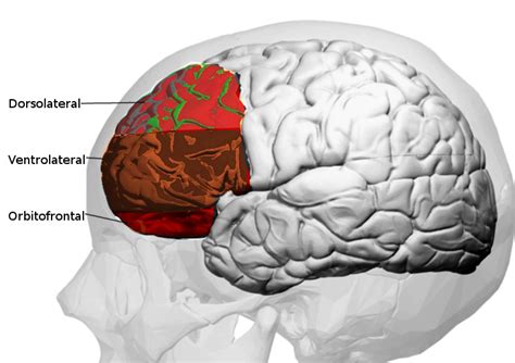 Prefrontal__cortex - The Pain PT