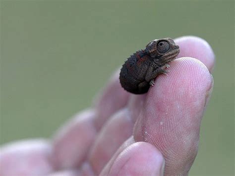 A baby chameleon