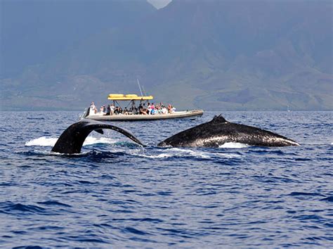 Maui Whale Watch Adventure | Maui Adventure Cruises | Lahaina