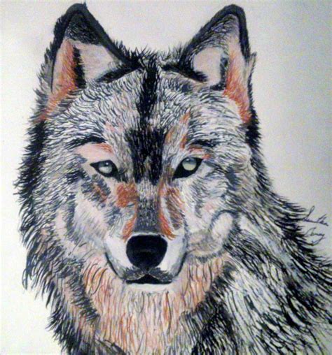 21+ Wolf Drawings, Pencil Drawings, Sketches | FreeCreatives