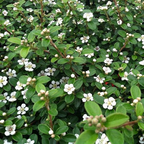 Cotoneaster dammeri 'Coral Beauty' - Bearberry (3.5" Pot) | Little Prince To Go