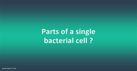 Parts of a single bacterial cell ? - Quanswer