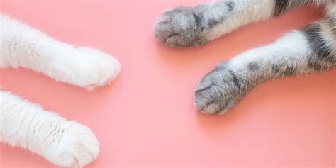 10 Fascinating Facts About Cat Paws | My Pet BLOG