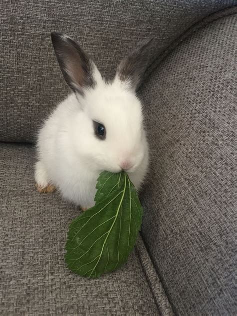 Baby bunny rabbit eating a mulberry leave 🐰 ️ Bunny Art, Cute Bunny ...