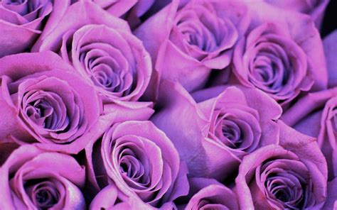 Purple Roses Desktop Background Wallpaper