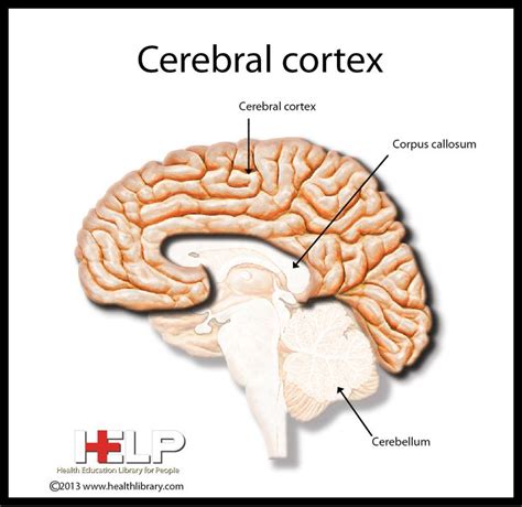 Cerebral Cortex - Bing images