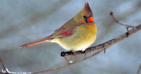 #bioPGH Blog: Northern Cardinals | Phipps Conservatory and Botanical Gardens | Pittsburgh PA