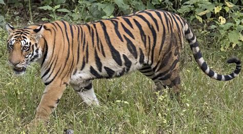 Man eater tiger caged | Nepalnews