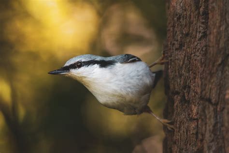 Eurasian Nuthatch Photos, Download The BEST Free Eurasian Nuthatch Stock Photos & HD Images