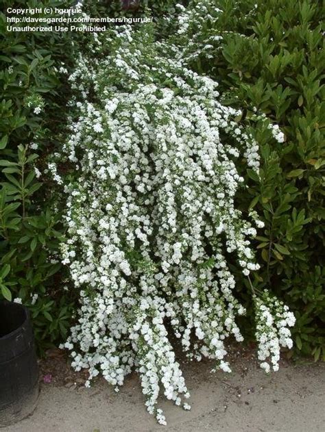 PlantFiles Pictures: Spiraea Species, Double Bridal Wreath Spiraea, Reeves Spiraea (Spiraea ...