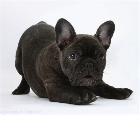 Dark brindle French Bulldog pup photo WP41567