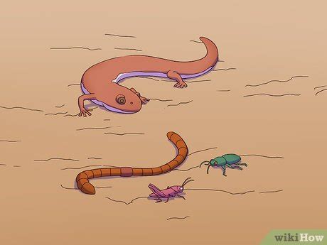 3 Ways to Feed a Salamander - wikiHow