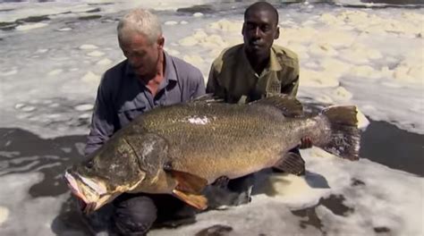 100lb + Nile Perch - River Monsters - Fishing Buzz