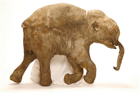 WATCH: The world’s most complete preserved mammoth on display in Victoria - BC | Globalnews.ca