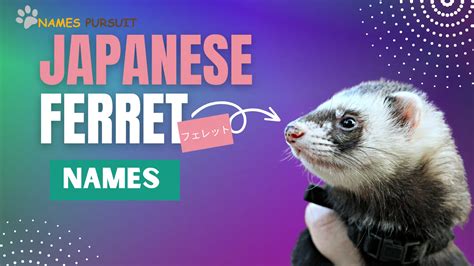 Best Japanese Ferret Names!